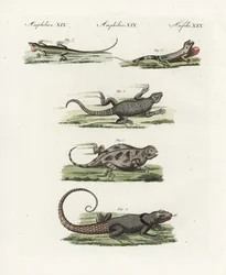 Cape girdled lizard, Cuvier