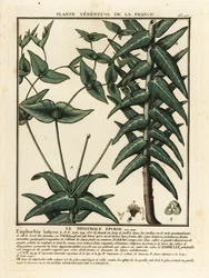 Caper Spurge, Euphorbia Lathyris