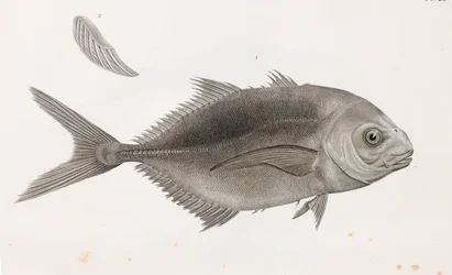Caranx Sauteur (detail)