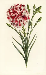 Carnation hybrid, Louis Napoleon, Dianthus caryophyllus. Handcoloured lithograph from Louis van Houtte and Charles Lemaire
