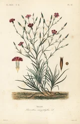 Carnation or clove pink