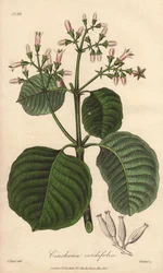 Cartagena Bark, Cinchona Cordifolia
