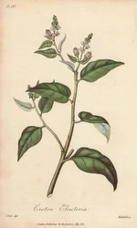 Cascarilla (Croton eleuteria) - Strong Water by William Clarke to illustrate Medical Botanical, Description of the Medicinal Plants of London, Edinburgh and Dublin by John Stephenson and James Morss Churchill