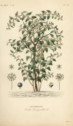 Cat greenbriar or catbriar, Smilax glauca, Smilax sarsaparilla, Handcoloured steel engraving by Debray after a botanical illustration by Edouard Maubert from Pierre Oscar Reveil