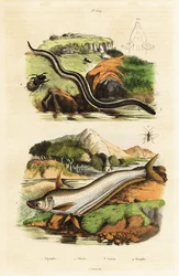 Catfish, Dwarf Siren, Wasp and Beetle