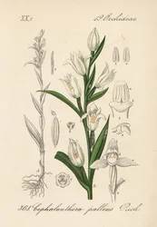 Cephalanthere Has Epe or Long-leaved - Sword-leaved Helleborine, Cephalanthera longifolia (Cephalanthera pallens). Handcoloured lithograph from Diederich von Schlechtendal