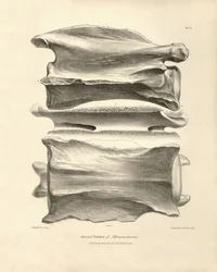 Cervical vertebra of Macrauchenia, a prehistoric animal found by Charles Darwin during his exploration journey aboard the Beagle. The Zoology of the voyage of H.M.S. Beagle under the command of Captain Fitzroy during the years 1832 to 1836
