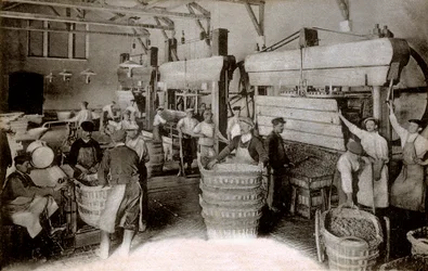 Champagne: pressing grapes at the Saint-Helene harvest house, Moet & Chandon Epernay house, early twentieth century