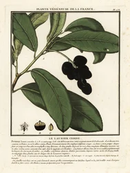 Cherry laurel