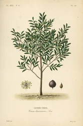 Cherry laurel or English laurel tree