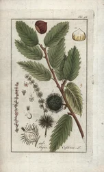 Chestnut, Castanea sativa