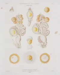 Chicken Egg in the Oviduct, c. 1847-1859