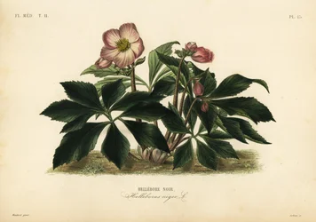 Christmas rose or black hellebore, Helleborus niger, black hellebore