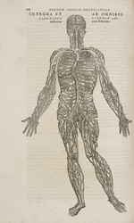 The venous system of the male human body
