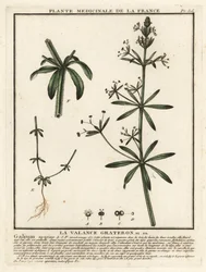 Cleavers, Galium aparine