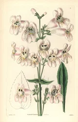 Cobaea-flowered penstemon