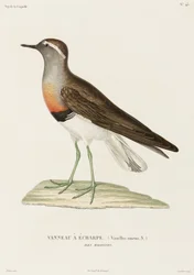 Collared Plover, Falkland Islands