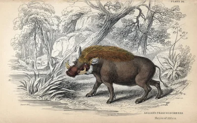 Common African warthog (Phacochoerus africanus). Copper engraving by William Lizars, based on a drawing by James Stewart, published in the Naturalist Library: mammals, pachyderms and quadrupeds with fine skin, edited by W. H. Lizars, in Edinburgh, Scotland