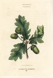Common British oak tree