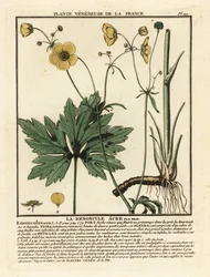 Common buttercup, Ranunculus acris