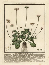 Common Daisy, Bellis Perennis