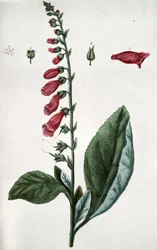 Common Foxglove, Poison, Used in Medicine as Cardiotonia