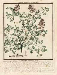 Common fumitory, Fumaria officinalis