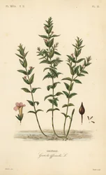 Common hedgehyssop, Gratiola officinalis