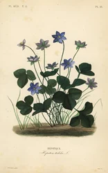 Common hepatica or liverwort