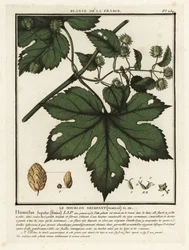 Common hops, Humulus lupulus