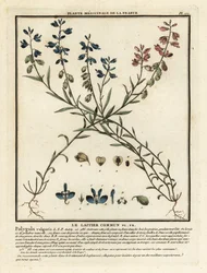 Common Milkwort, Polygala Vulgaris