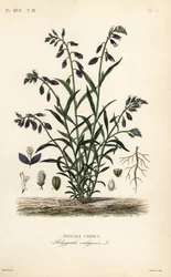 Common milkwort