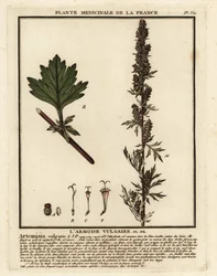 Common Mugwort, Artemisia Vulgaris