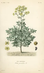 Common rue or herb of grace