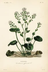 Common scurvygrass or spoonwort