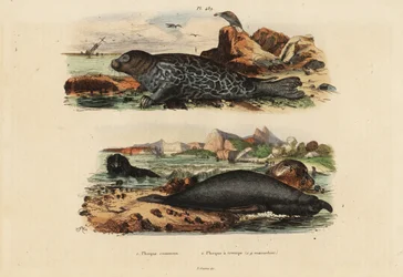 Common Seal and Northern Elephant Seal