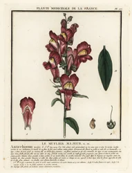 Common snapdragon, Antirrhinum majus
