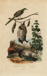 Common Tailorbird, Orthotomus Sutorius with Nest, Stinging Nettle, Urtica Dioica, and Aardvark, Orycteropus Afer