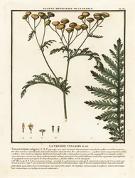 Common tansy, Tanacetum vulgare