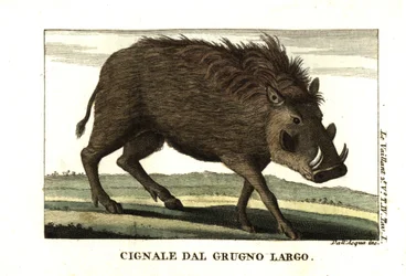 Common Warthog, Phacochoerus africanus. From Francois Le Vaillant