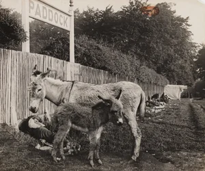 Composite of two donkeys, c 1909