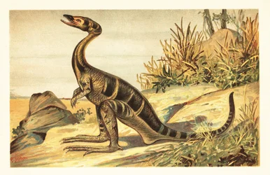 Compsognathus longipes, Extinct Small, Carnivorous Theropod (lithograph)