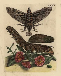 Convolvulus hawk-moth, caterpillar and pupa with field bindweed