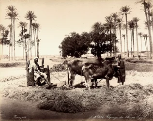 Corn reaping in Egypt