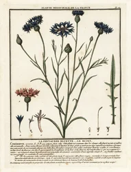 Cornflower