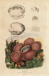 Corpse Lily or Rafflesia
