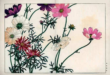 Cosmos Species