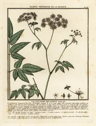 Cowbane, Cicuta virosa