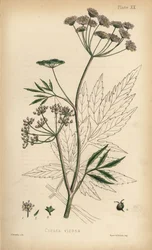 Cowbane or water hemlock, Cicuta virosa. Handcoloured lithograph by Henry Sowerby from Edward Hamilton