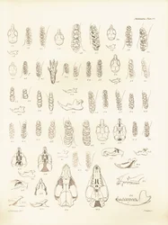 Cranes and teeth of various kinds of rodents described by Charles Darwin during his exploration trip aboard the Beagle. Plate from The Zoology of the voyage of H.M.S. Beagle under the command of Captain Fitzroy during the years 1832 to 1836